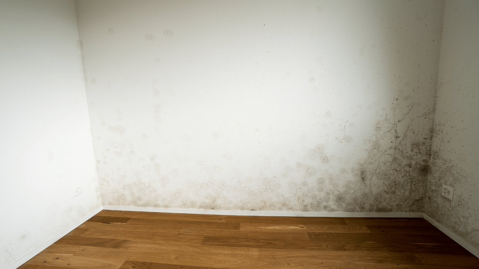 Does Humidity Cause Mold In A House?